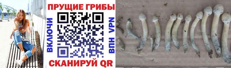Псилоцибиновые грибы прущие грибы  купить  сайты  Воронеж 